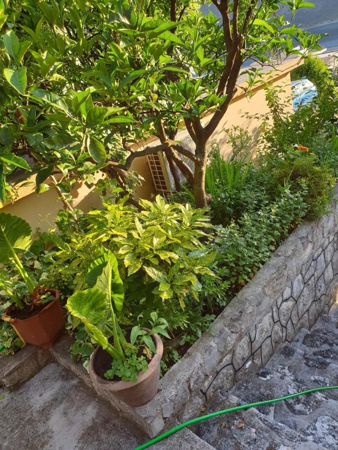 Apartment Jelena Kotor Ngoại thất bức ảnh