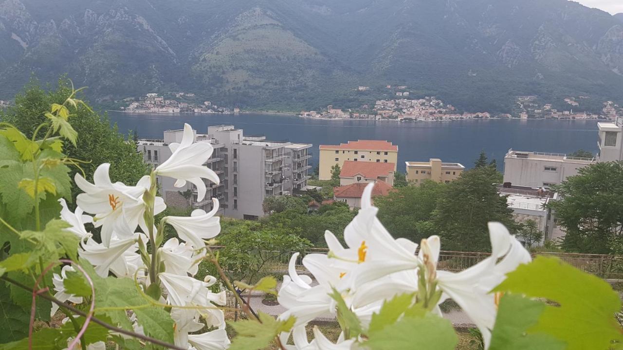 Apartment Jelena Kotor Ngoại thất bức ảnh