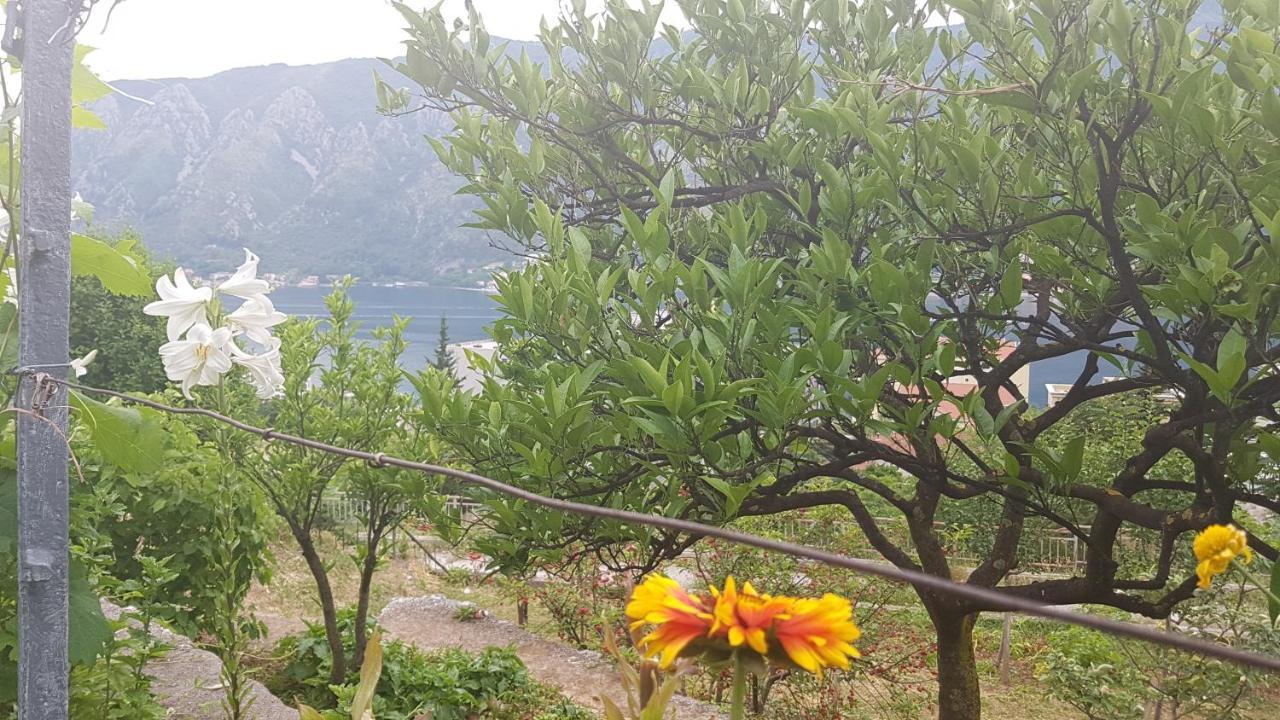 Apartment Jelena Kotor Ngoại thất bức ảnh